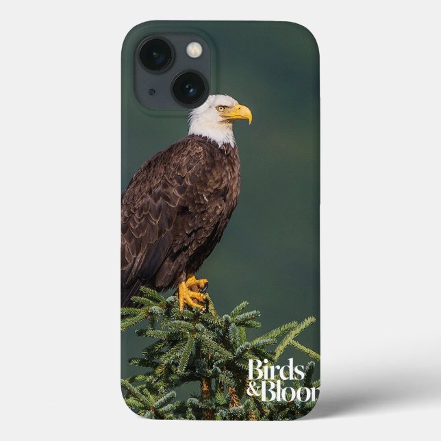 Regal Bald Eagle Case-Mate iPhone Hülle (Rückseite)