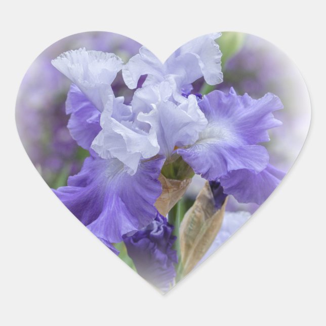 Regal Bearded Iris - Lila & weiß Herz-Aufkleber (Vorderseite)