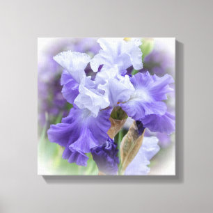 Regal Bearded Iris - Lila & weiß Leinwanddruck