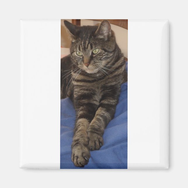Regal Dave Square Magnet (Vorne)