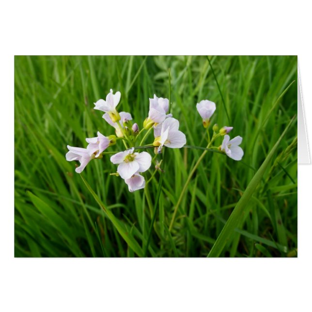 régal fleur sauvage (Devant horizontal)