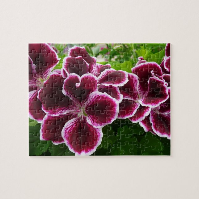Regal Geranium Flowers Elegant Maroon Floral Lugga (Horizontal)