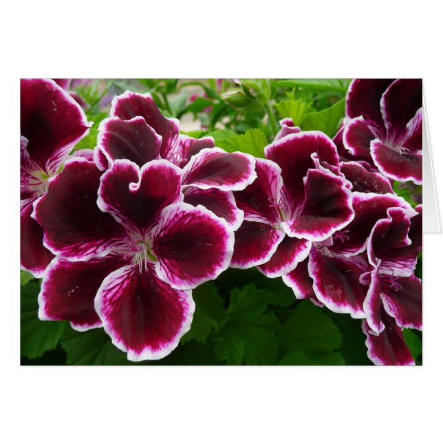 Regal Geranium Flowers Elegant Maroon Floral Lugga (Vorderseite (Horizontal))