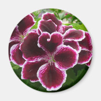 Regal Geranium Flowers Elegant Maroon Floral Lugga
