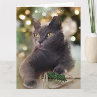 Regal Gray Cat mit Weihnachtsbeleuchtung Urlaub