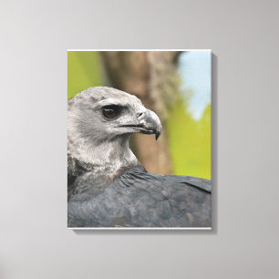 Regal Harpy Eagle Leinwanddruck
