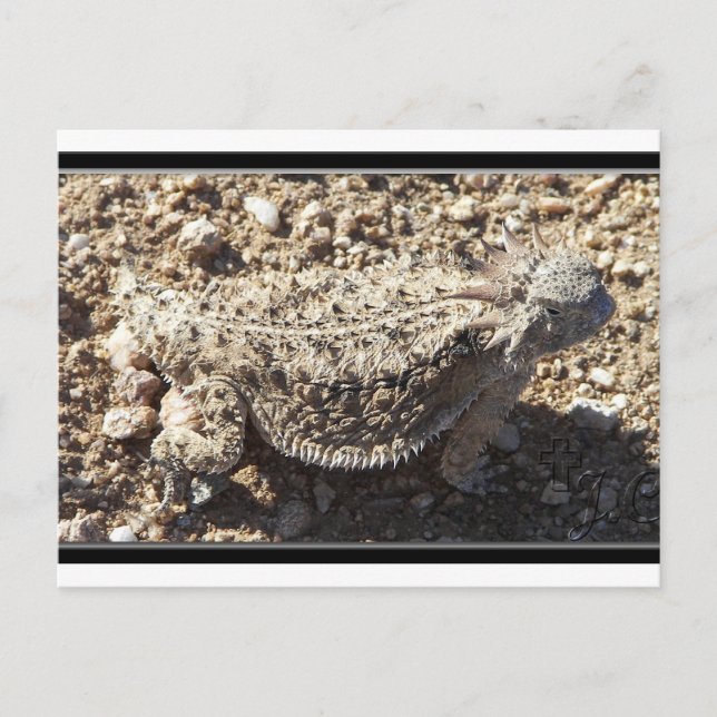 Regal Horned Lizard Postkarte (Vorderseite)