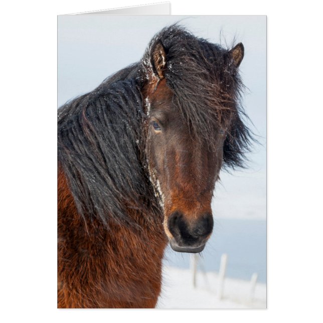 Regal Icelandic Horse Headshot (Vorne)