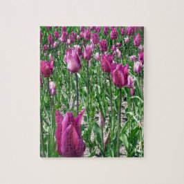 Regal Lila Tulips