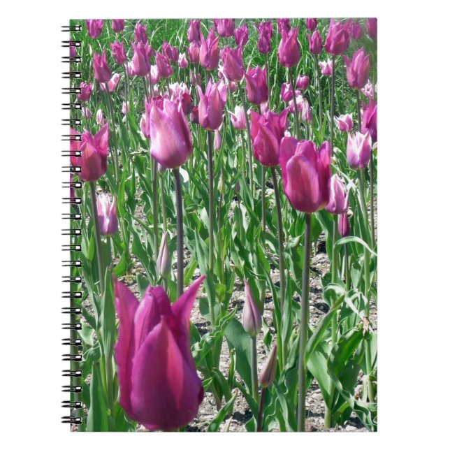Regal Lila Tulips Notizblock (Vorderseite)