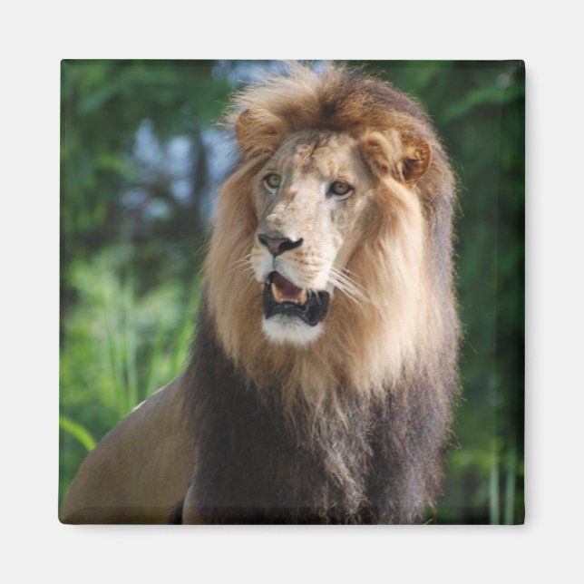 Regal Lion Magnet (Vorne)