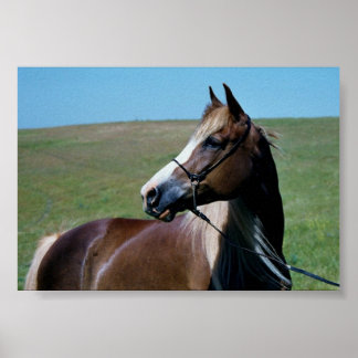 Regal Morgan Mare Print Poster