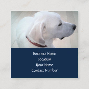 Regal Niedlich White Labrador Mix Dog Profil Blau Quadratische Visitenkarte