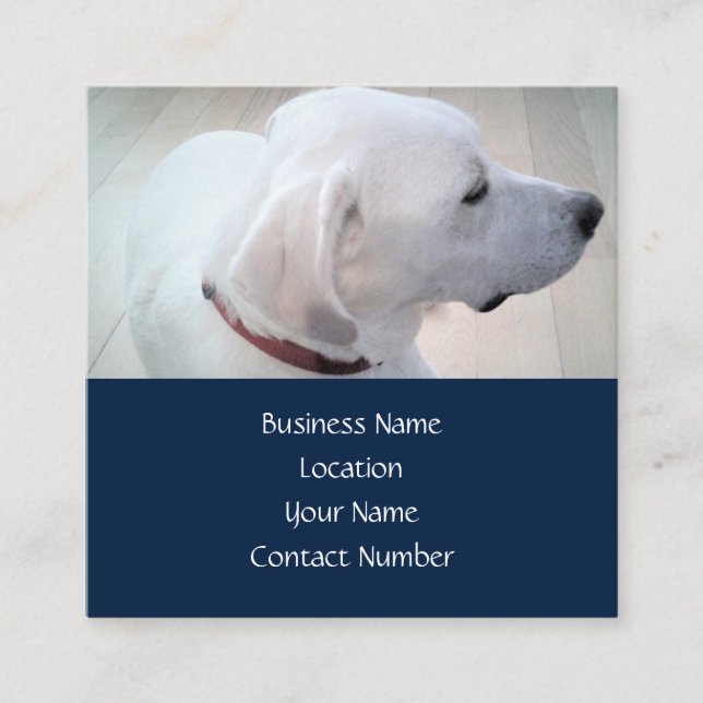 Regal Niedlich White Labrador Mix Dog Profil Blau Quadratische Visitenkarte (Vorderseite)