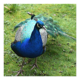 Regal Peacock Power Fotodruck