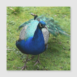 Regal Peacock Power Magnetic Card Magnetkarte