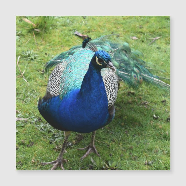 Regal Peacock Power Magnetic Card Magnetkarte (Vorderseite)