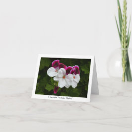 Regal Pelargonium Blume Sammelgrüße Karte