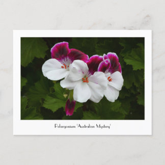 Regal Pelargonium Collectible Postcard Postkarte
