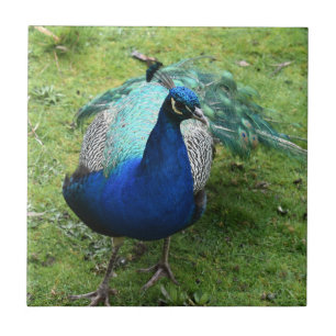 Regal Pfau Power Fliese