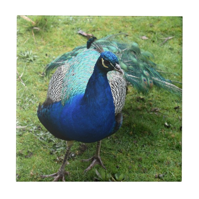 Regal Pfau Power  Fliese (Vorderseite)