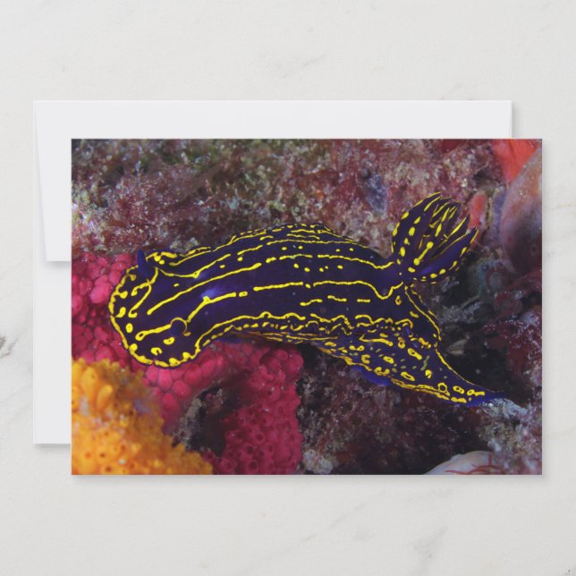 Regal Sea Goddess NudiBranch Felimare picta (Vorderseite)