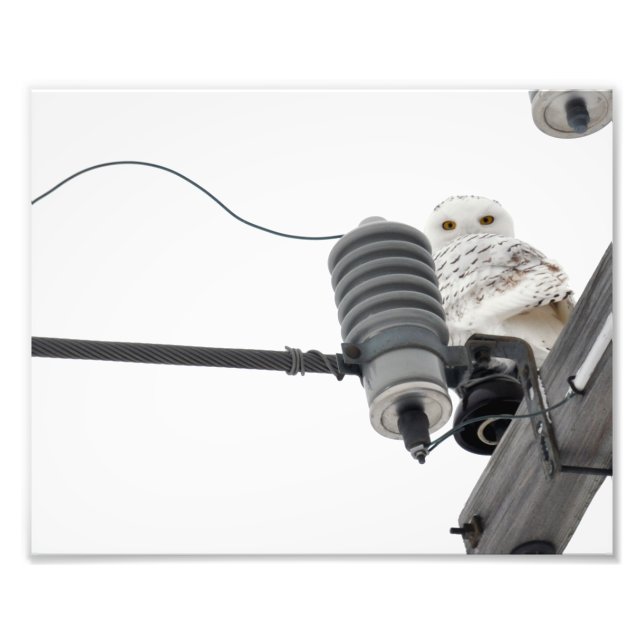 Regal Snowy - 8 x 10 Foto Print (Vorne)