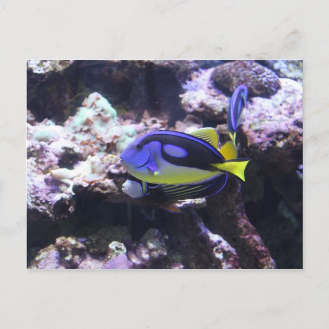 Regal Tang & Kaiser Angelfish Postkarte (Vorderseite)