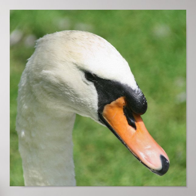 Regal White Swan Nature Poster (Vorne)