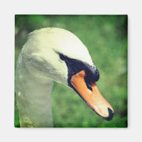 Regal White Swan Naturfotografie