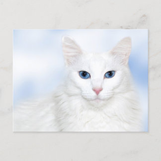Regalweiße Katze Postkarte