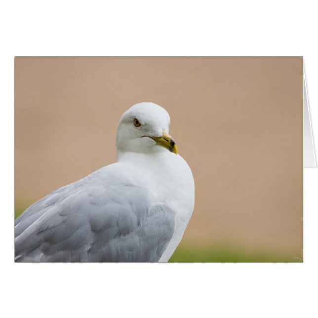 Regard (Devant Horizontal)