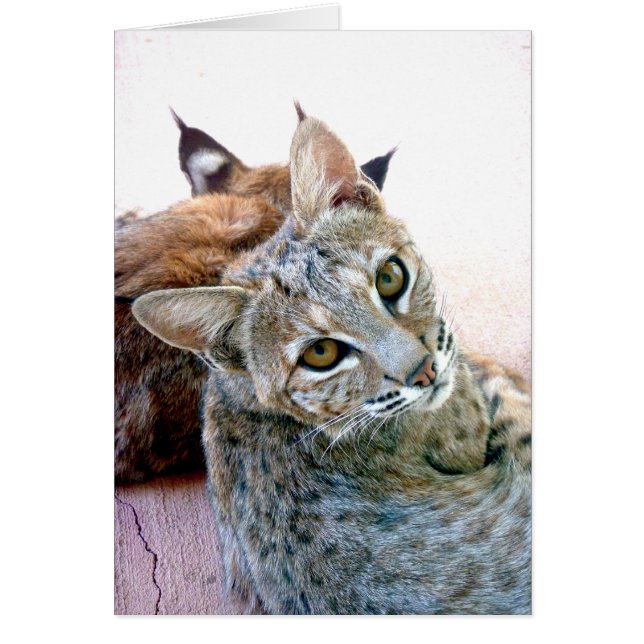 Regard fixe | de Gazely personnalisable (Devant)