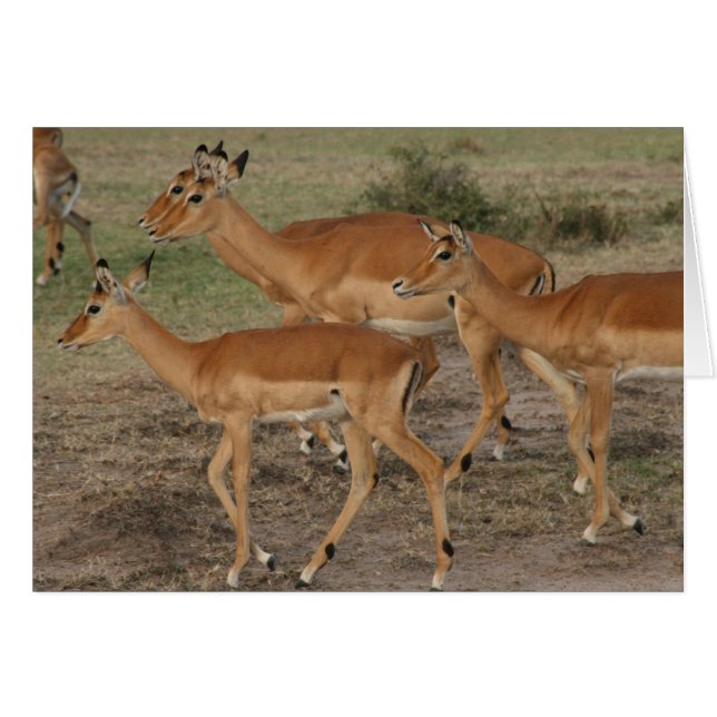 regard gazelle (Devant horizontal)