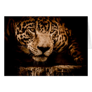 regard jaguar