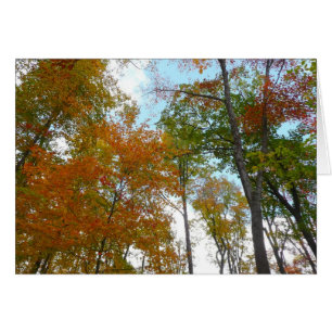 Regardant vers le haut les feuilles d'automne I Fe