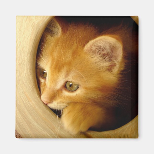 Regarde-A-Boo ! Kitten - Aimant (Devant)