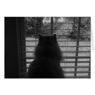Regarder le chat de poupée / Noir