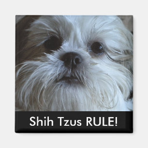 REGEL Shih Tzus Kühlschrank-Magnet Magnet