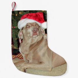 Regen Der Niedliche Weimaraner Hund Weihnachten St Kleiner Weihnachtsstrumpf