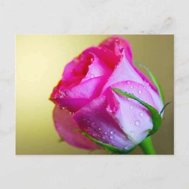 Regen Drop Kisses of Nature auf rosa Rose Postkarte (Vorderseite)