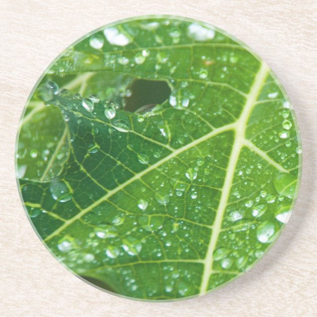 Regen fällt auf grünem Papayaeilef Sandstein Untersetzer (Vorne)