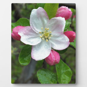 Regen fällt bei geringer Blume Fotoplatte