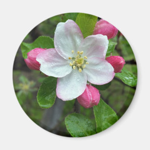 Regen fällt bei geringer Blume Magnet