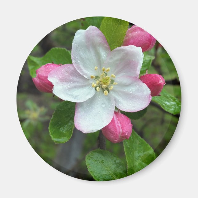 Regen fällt bei geringer Blume Magnet (Vorne)
