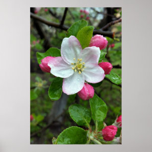 Regen fällt bei geringer Blume Poster