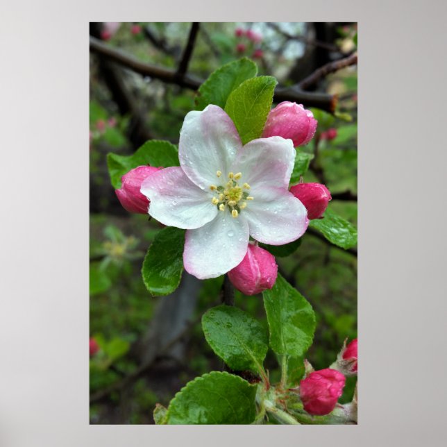 Regen fällt bei geringer Blume Poster (Vorne)
