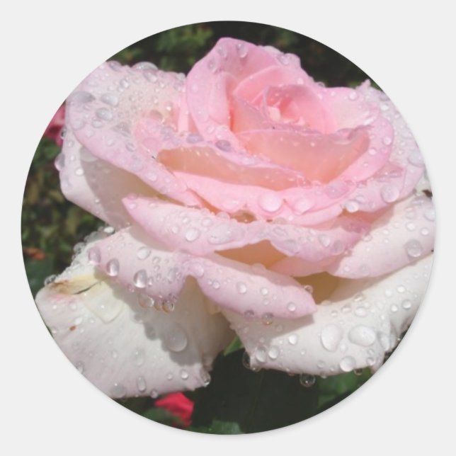 Regen - gesprenkelte Rose Runder Aufkleber (Vorderseite)