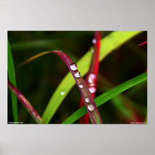 Regen-Tropfen des Grases Poster