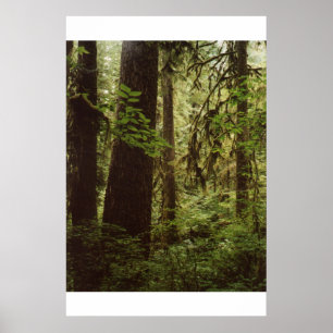 Regen-Wald Poster